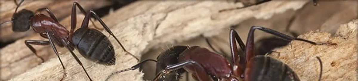 Close-up of ants on wood showing an active ant infestation in Phoenix, AZ