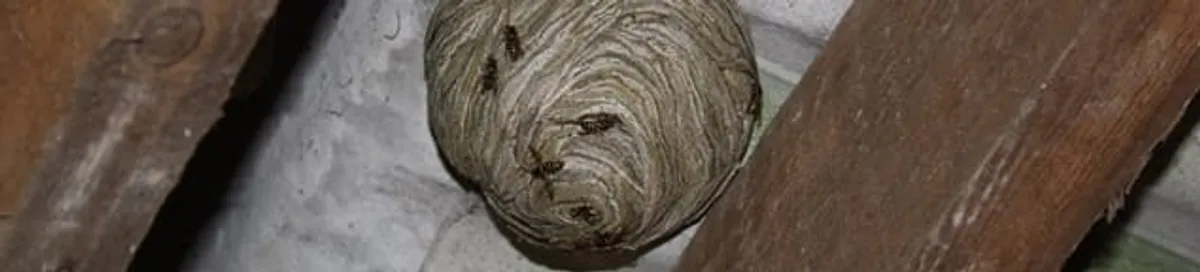 Wasp nest in an attic space, a common home infestation risk in Phoenix, AZ