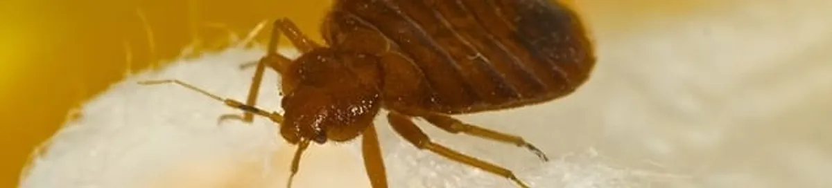 Close-up of a bed bug, a sign of an active infestation in Phoenix, AZ