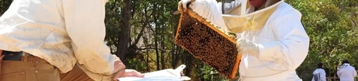 Bee removal specialists relocating a hive and honeycomb safely in Phoenix, AZ