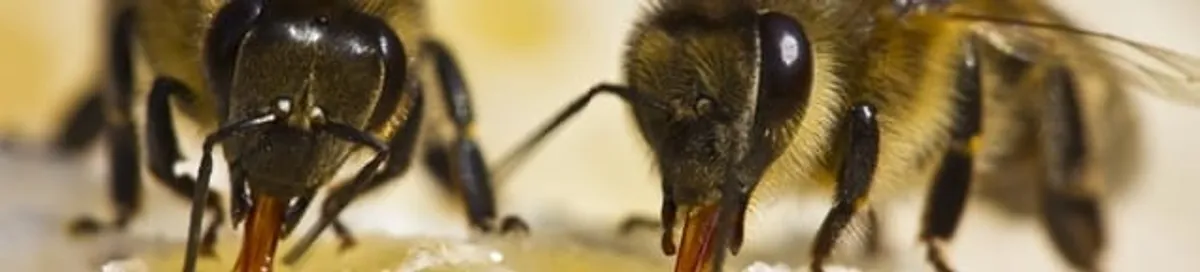 Close-up of honey bees, a sign of a nearby hive in Phoenix, AZ