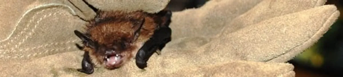 Bat removal specialist holding a bat safely during humane exclusion in Phoenix, AZ