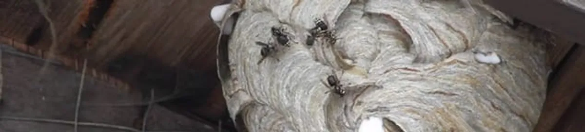 Close-up of a wasp nest with active wasps, a sign of an infestation in Phoenix, AZ